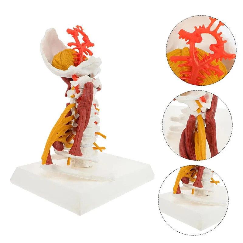 Human Anatomical Model Cervical Spine Anatomy Model With Muscle Medical Science Teaching Tool
Human Anatomical Model Cervical Spine Anatomy Model With Muscle Medical Science Teaching Tool