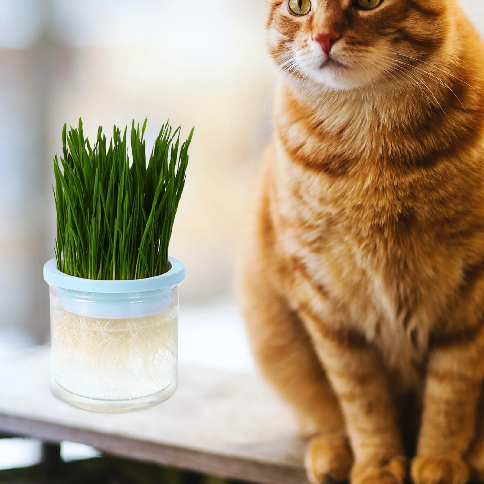 Cat Grass Planting Box Catnip Planter for Indoor Soilless Cats Growing Pot Household Container Flower Plastic Hydroponics
Cat Grass Planting Box Catnip Planter for Indoor Soilless Cats Growing Pot Household Container Flower Plastic Hydroponics
