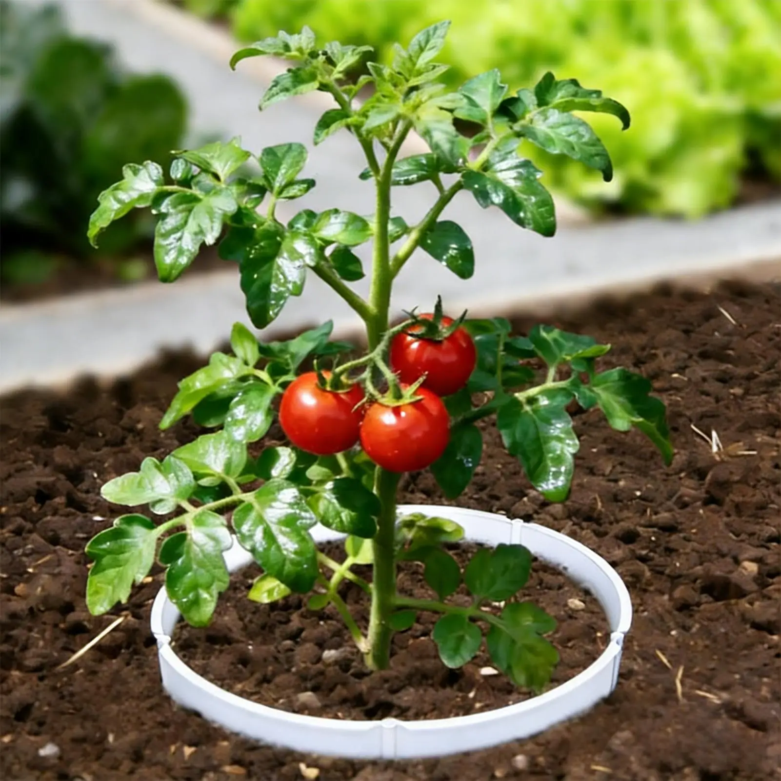 Кольца для выращивания круговых многоразовых ландшафтных окантовки, 24 шт., отдельные кольца для выращивания камней и почвы для сада, балкона, двора
Кольца для выращивания круговых многоразовых ландшафтных окантовки, 24 шт., отдельные кольца для выращивания камней и почвы для сада, балкона, двора