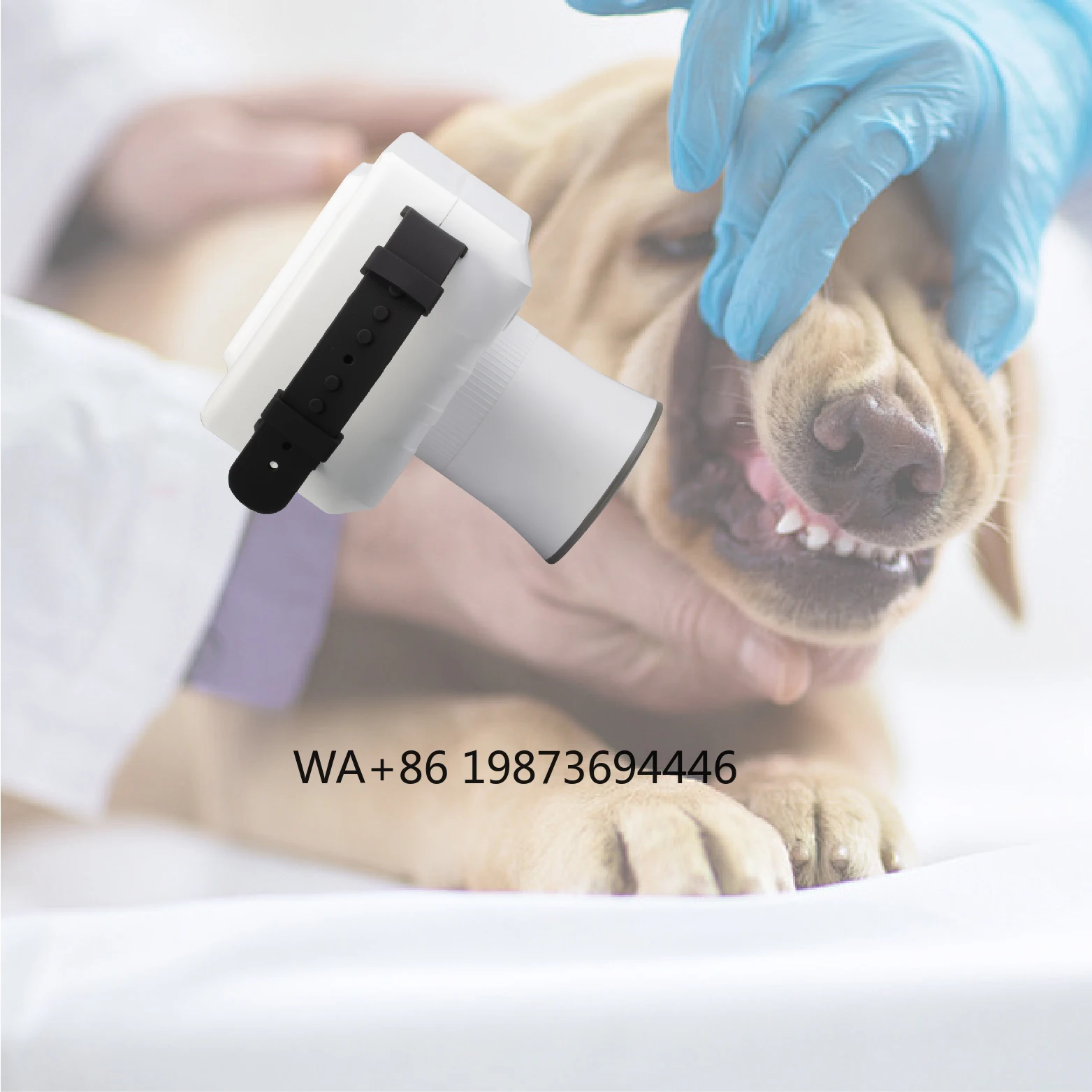 Professional Medical Pet Cat Dog Veterinary den--tal Xray Machine With Sensor Digital Image System
Professional Medical Pet Cat Dog Veterinary den--tal Xray Machine With Sensor Digital Image System