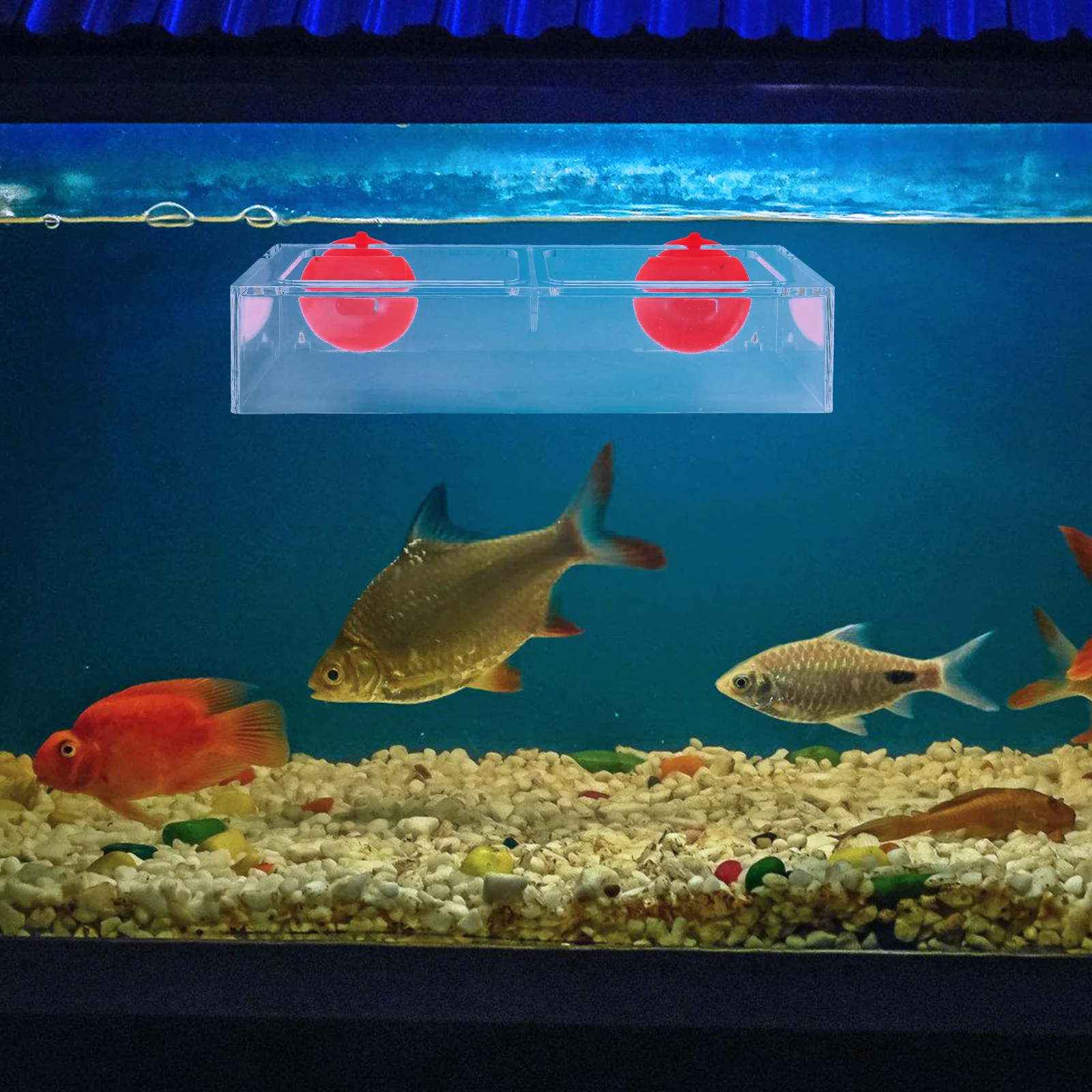Betta Aquarium Feeder Suction Cup Feeding Tool Large Capacity Antiscatter Design High Transparency Food Holder Fish Feeder Ring
Betta Aquarium Feeder Suction Cup Feeding Tool Large Capacity Antiscatter Design High Transparency Food Holder Fish Feeder Ring