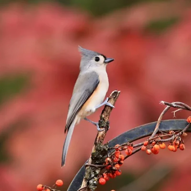 Конвертер JHEMCU SPP-SBUS 8-канальный, 15А, 3.3-20В для преобразования сигналов PPM, PWM, SBUS для приемников FLYSKY IA6B, FRSKY X8R
Конвертер JHEMCU SPP-SBUS 8-канальный, 15А, 3.3-20В для преобразования сигналов PPM, PWM, SBUS для приемников FLYSKY IA6B, FRSKY X8R