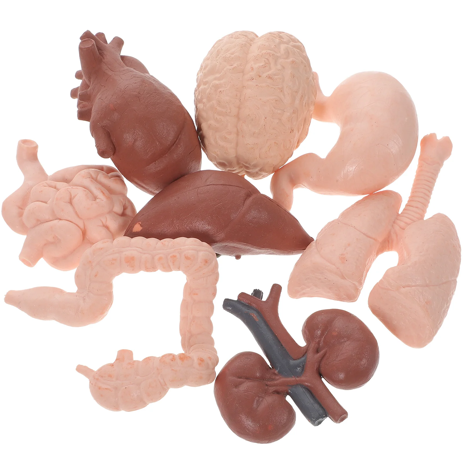 8 Pcs Human Organ Model Teaching Props for Doctors Realistic Stomach Simulation Brain Classroom Tools Artificial Liver
8 Pcs Human Organ Model Teaching Props for Doctors Realistic Stomach Simulation Brain Classroom Tools Artificial Liver