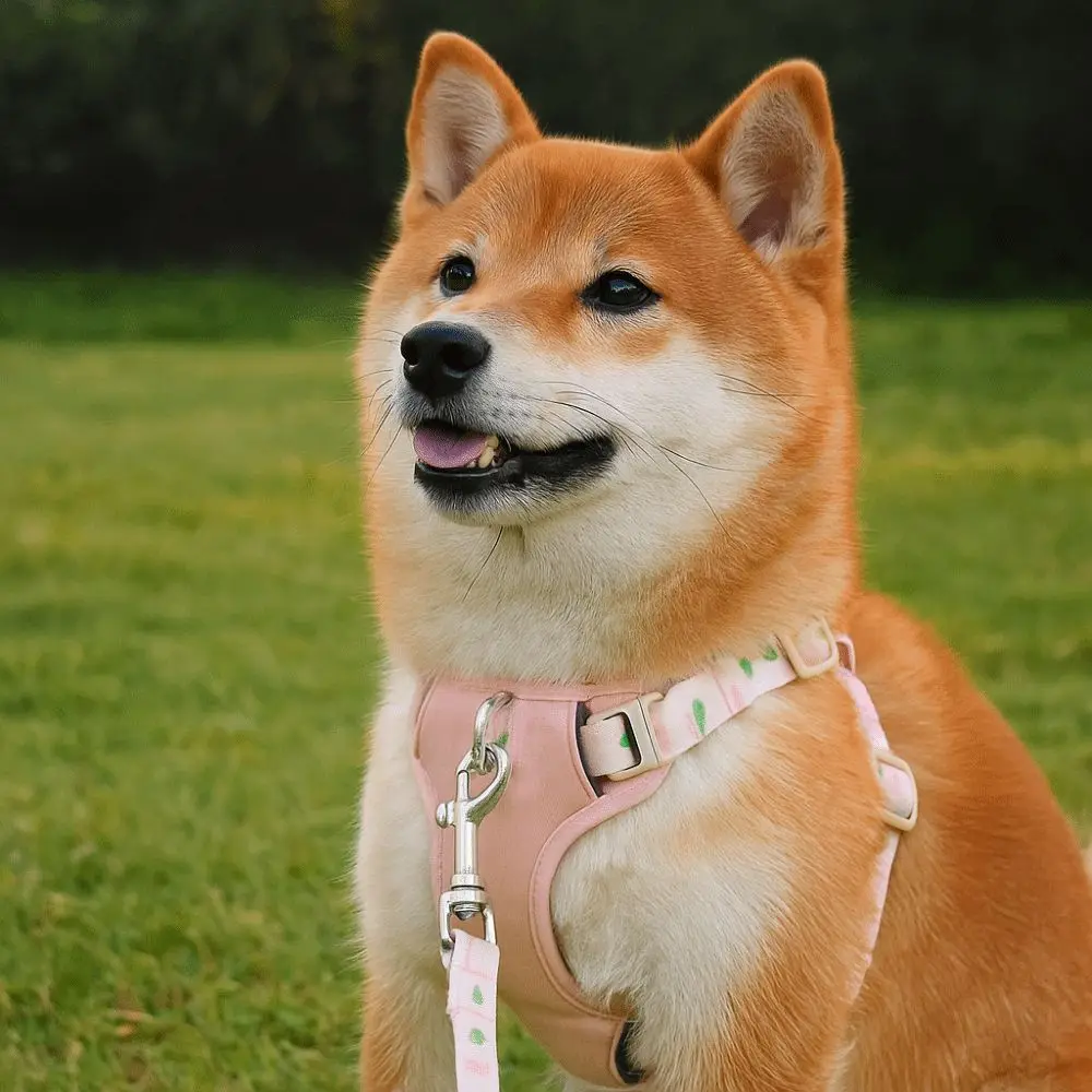 Adjustable Dog Leash Vest Type Explosion Proof Pet Harness Chest Back Large Medium Small Dog Vest Outdoor Activities
Adjustable Dog Leash Vest Type Explosion Proof Pet Harness Chest Back Large Medium Small Dog Vest Outdoor Activities