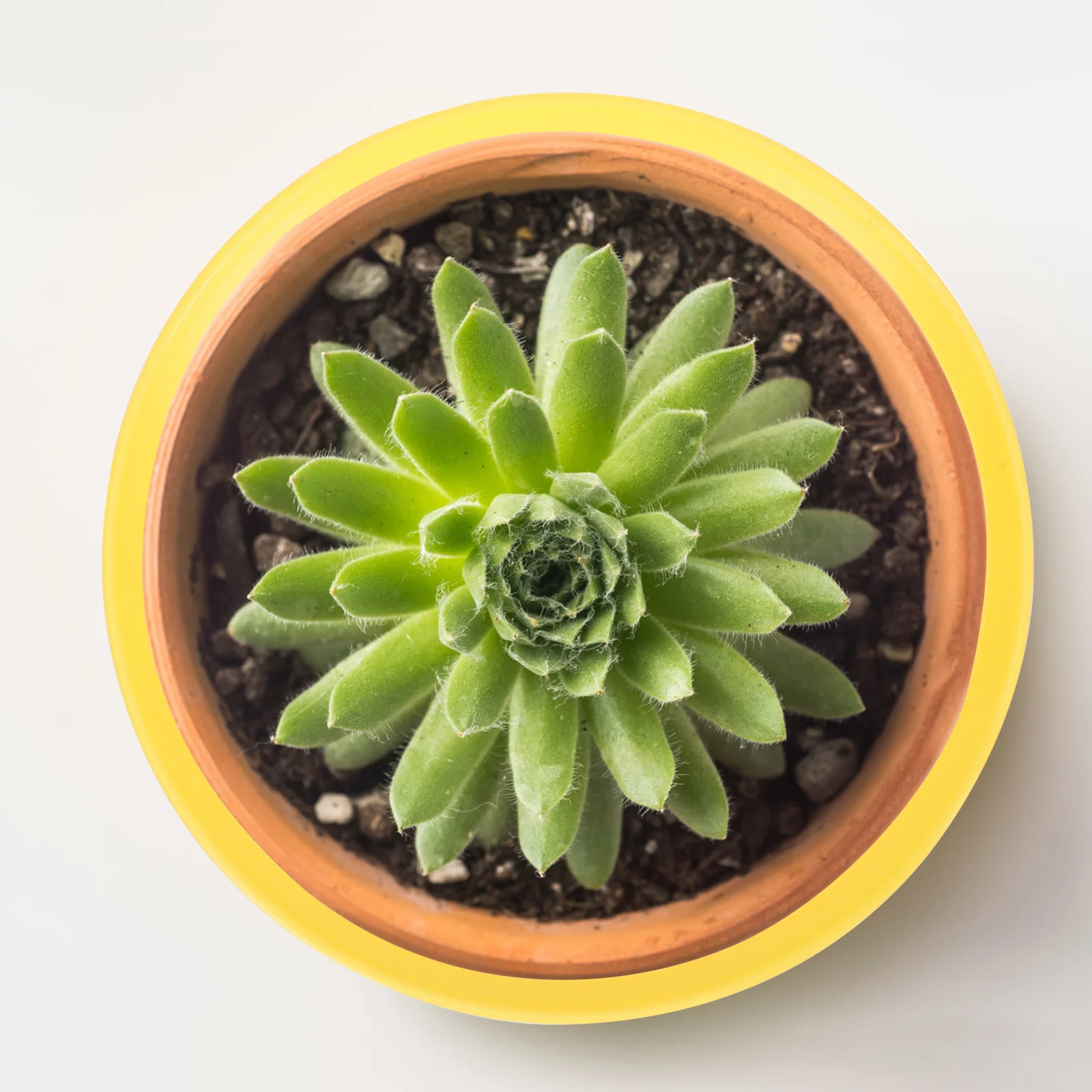 4Pcs Plastic Flowerpot Tray Long Service Life Water Tray No Spill Stain Protection Multiple Occasions Usage Plant Trays for Pots
4Pcs Plastic Flowerpot Tray Long Service Life Water Tray No Spill Stain Protection Multiple Occasions Usage Plant Trays for Pots