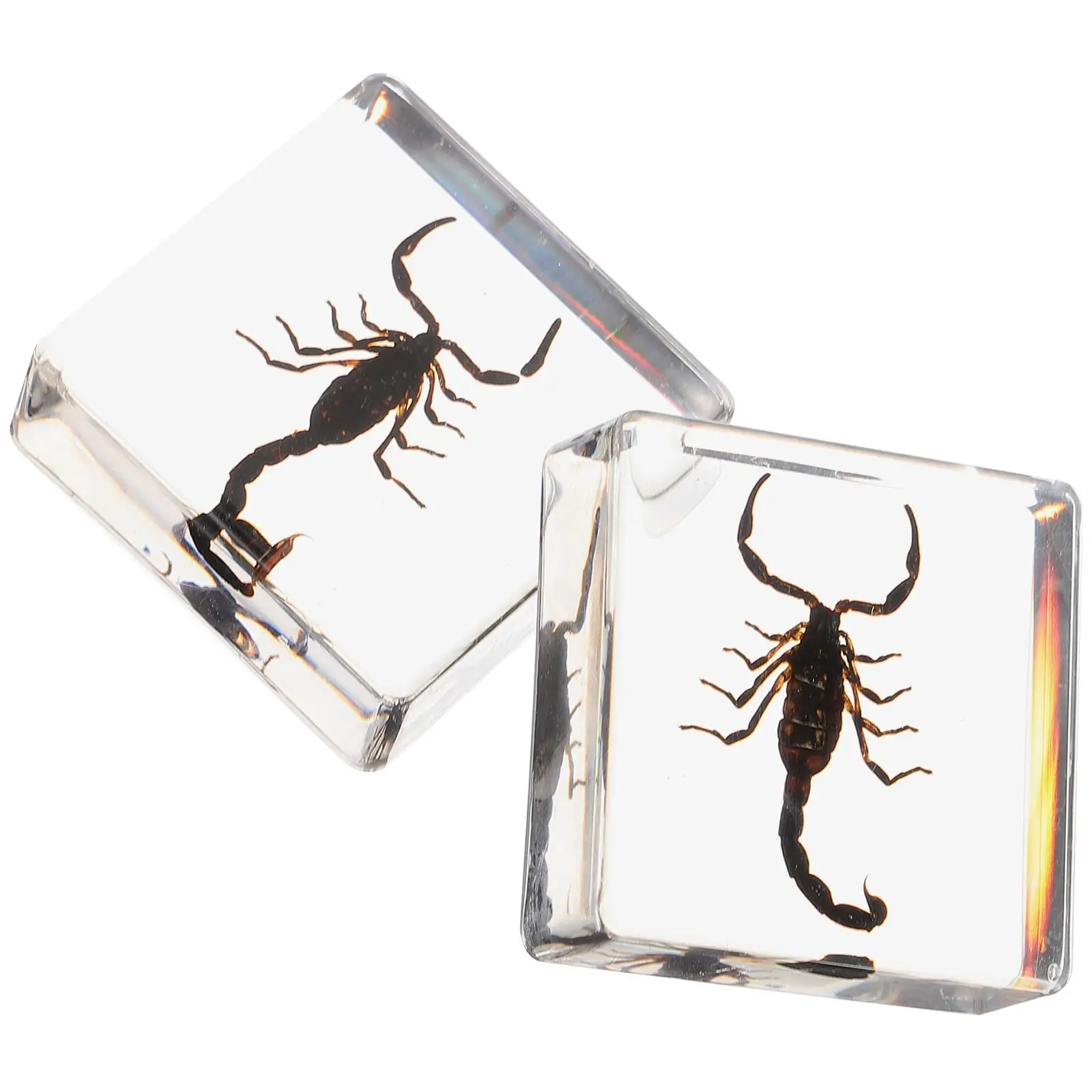 2 Pcs Insect Teaching Aids Plant Accessories Specimens Desk Accessories Decorations
2 Pcs Insect Teaching Aids Plant Accessories Specimens Desk Accessories Decorations