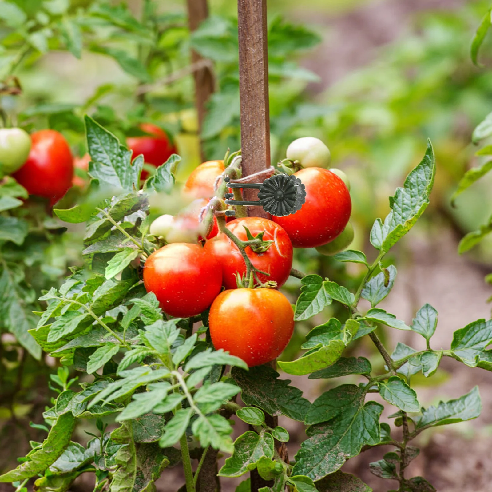 50Pcs Plastic Plant Support Clips Orchid Clips for Garden Vine Flower Stem Fixing Protect from Wind Rain Damage
50Pcs Plastic Plant Support Clips Orchid Clips for Garden Vine Flower Stem Fixing Protect from Wind Rain Damage