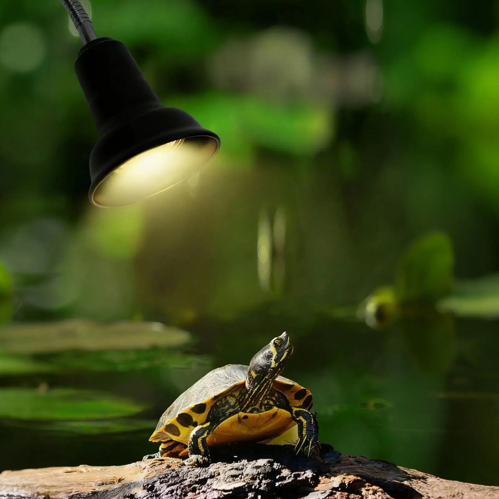 Тепловая лампа для рептилий UVA с регулируемой яркостью, полный спектр, террариум, тепловая лампа для рептилий, гекона, змеи, черепахи, хамелеона, гостиной
Тепловая лампа для рептилий UVA с регулируемой яркостью, полный спектр, террариум, тепловая лампа для рептилий, гекона, змеи, черепахи, хамелеона, гостиной