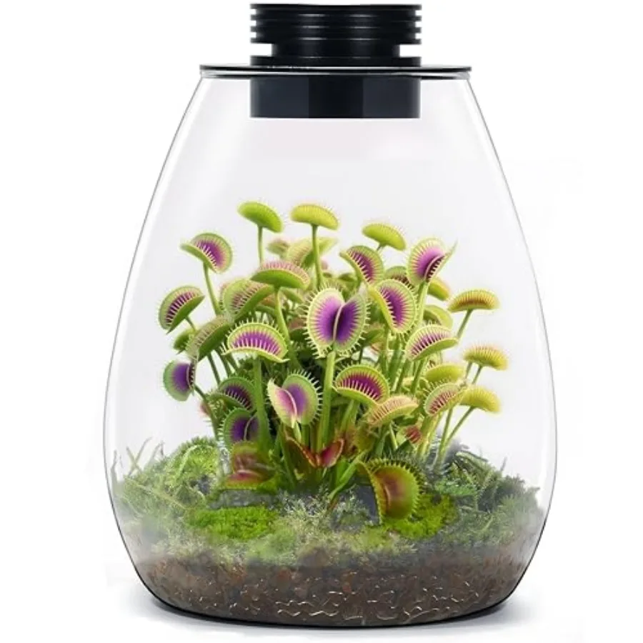 Desktop Glass Terrarium with Grow Light H:7.8" D:6.7" for Succulent Moss Miniature Gardening Landscape Betta Fish Tank Indoor P
Desktop Glass Terrarium with Grow Light H:7.8" D:6.7" for Succulent Moss Miniature Gardening Landscape Betta Fish Tank Indoor P