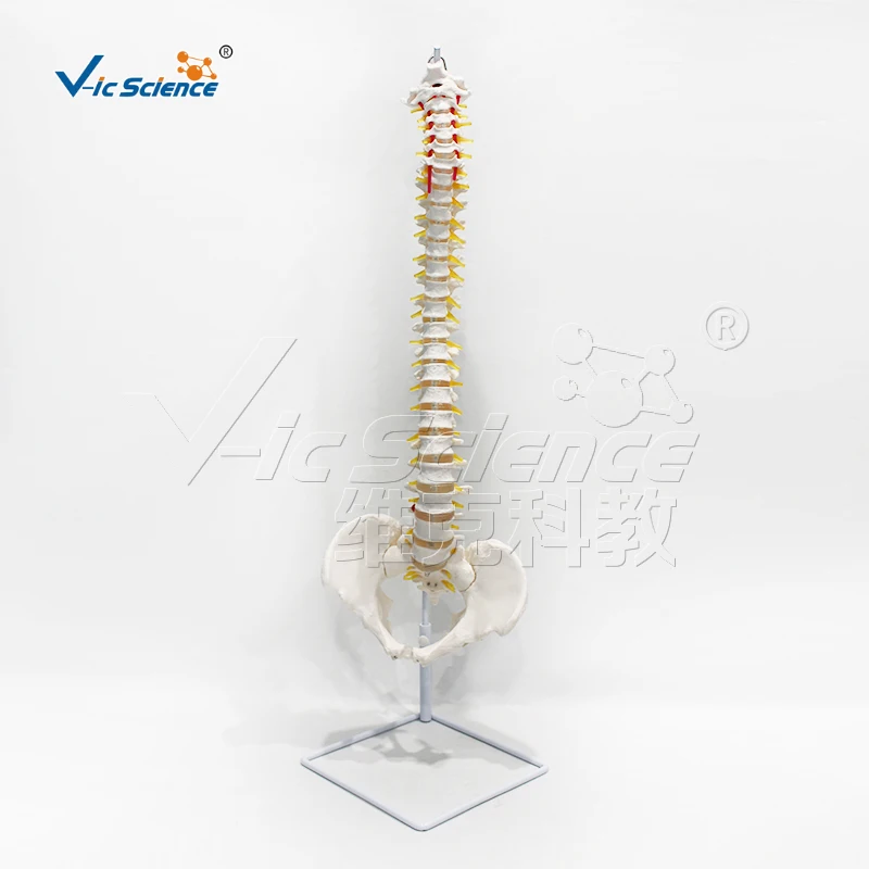 Natural Anatomical Model of Large Spine Occipital and New Pelvic Girdle Femur for Medical Science Education in Schools
Natural Anatomical Model of Large Spine Occipital and New Pelvic Girdle Femur for Medical Science Education in Schools