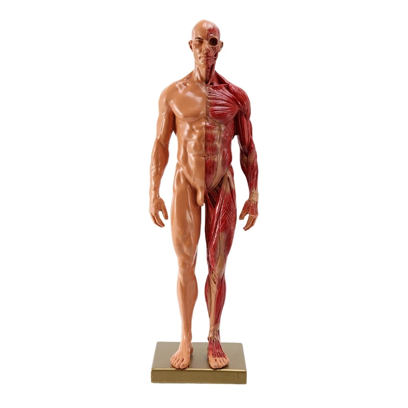 1Pcs 30Cm Sculptor Human Body Anatomical Model CG Muscle Skeleton Painting Sculpture Teaching
1Pcs 30Cm Sculptor Human Body Anatomical Model CG Muscle Skeleton Painting Sculpture Teaching