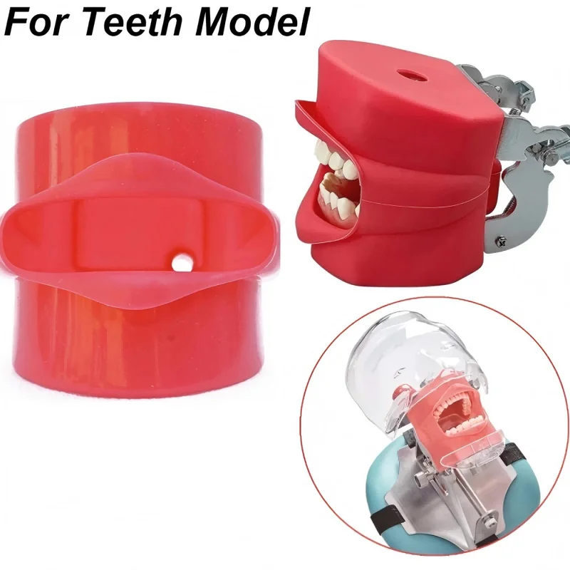 Dental Preparation Practice Model, Full Mouth Removable Teeth Simulation, Skin Model, Simple Headform, Dental Oral Model
Dental Preparation Practice Model, Full Mouth Removable Teeth Simulation, Skin Model, Simple Headform, Dental Oral Model