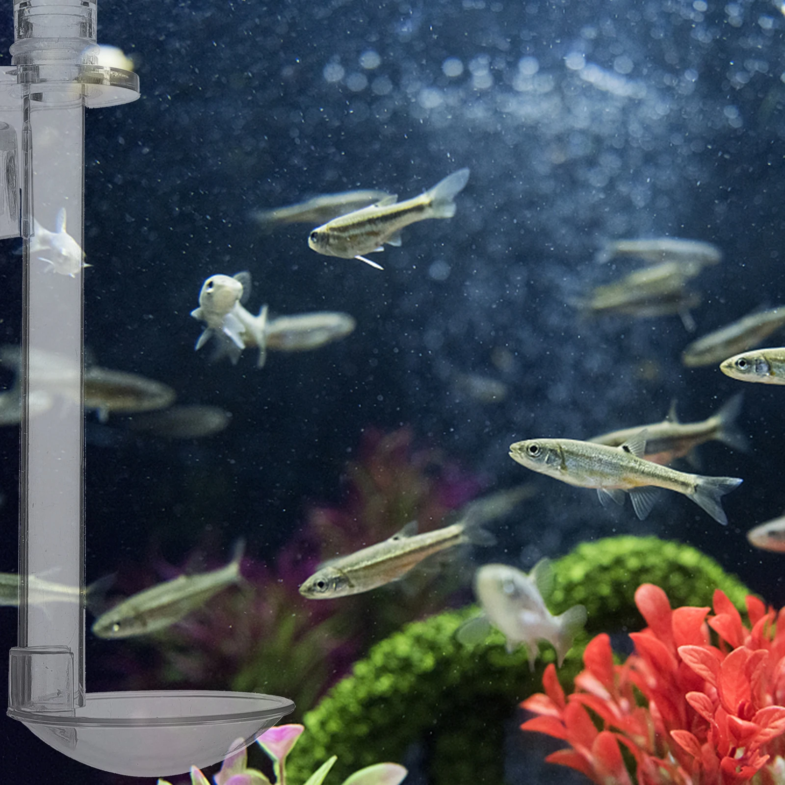 1Set Wall Hanging Fish Feeder Acrylic Feeding Tube for Shrimp Fish Tank Vacation Feeding Supplies Shrimp Feeder Tube
1Set Wall Hanging Fish Feeder Acrylic Feeding Tube for Shrimp Fish Tank Vacation Feeding Supplies Shrimp Feeder Tube