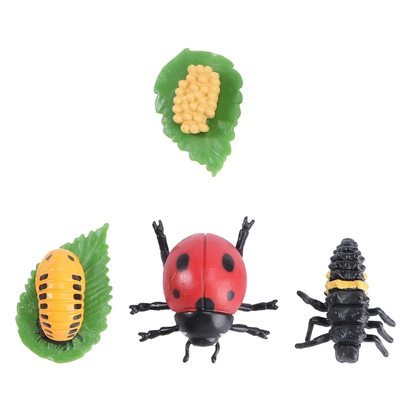Model Animal Growth Models Insect Educational Supplies Abs Display Decorations Child Kids Toys
Model Animal Growth Models Insect Educational Supplies Abs Display Decorations Child Kids Toys