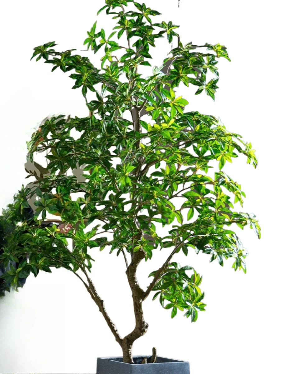 Horse Drunk Wood Simulation Tree Green Plant Potted Plant Indoor Living Room Landscaping Decoration
Horse Drunk Wood Simulation Tree Green Plant Potted Plant Indoor Living Room Landscaping Decoration