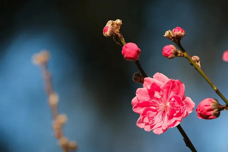 ToolkitRC ADP750 750W RC Power Supply Adapter - 12V 30A, XT60/XT90 Output, 100-240V AC for RC Battery Chargers
ToolkitRC ADP750 750W RC Power Supply Adapter - 12V 30A, XT60/XT90 Output, 100-240V AC for RC Battery Chargers