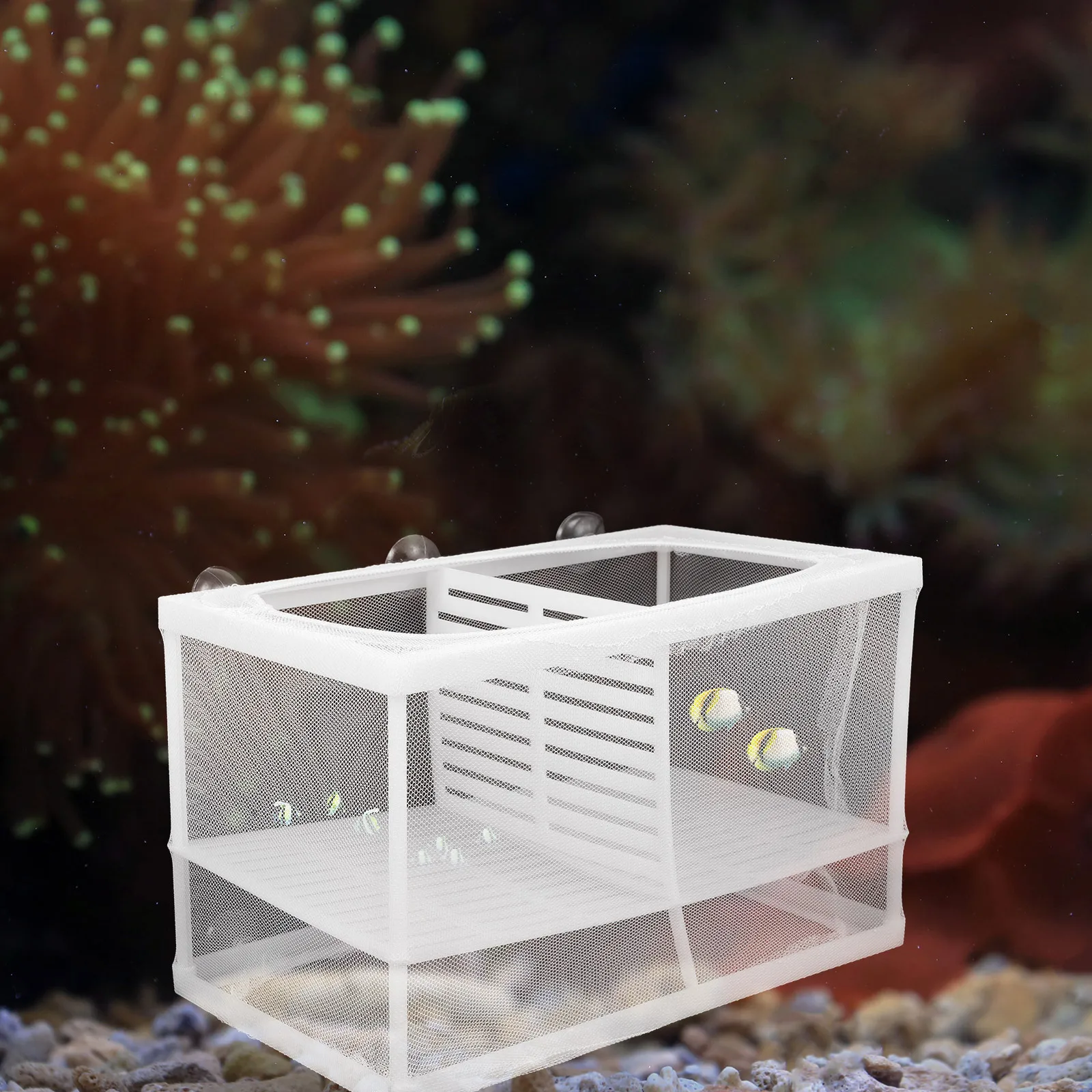 Aquarium Net Hatchery 102x59x71inch Suction Cup Included Separate Aggressive Weak Fish Improve Juvenile Rate Fish Net
Aquarium Net Hatchery 102x59x71inch Suction Cup Included Separate Aggressive Weak Fish Improve Juvenile Rate Fish Net