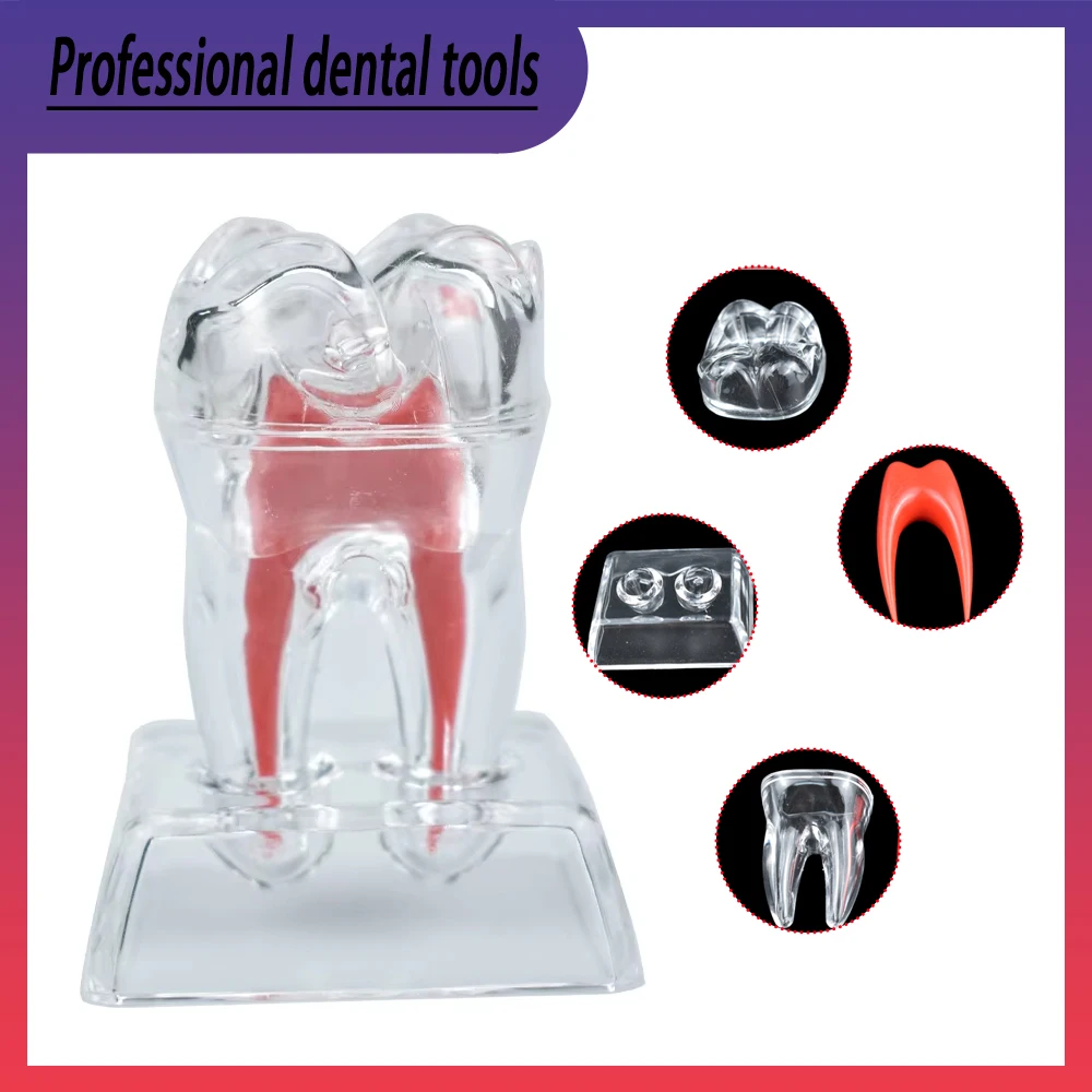 Transparent Single Tooth Anatomy Model Professional Teaching Tool Dental Learning Aid Dental Model
Transparent Single Tooth Anatomy Model Professional Teaching Tool Dental Learning Aid Dental Model