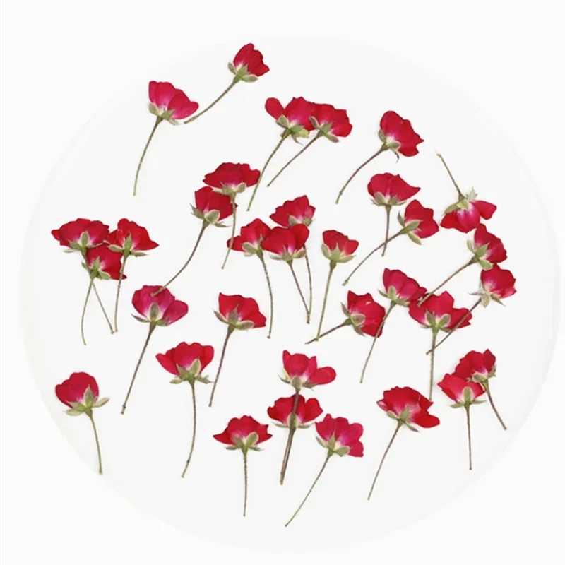 Good NEW 60pcs Pressed Press Dried Rose Dry Flower Plants For Epoxy Resin Pendant Necklace Jewelry Making Craft DIY Accessories
Good NEW 60pcs Pressed Press Dried Rose Dry Flower Plants For Epoxy Resin Pendant Necklace Jewelry Making Craft DIY Accessories