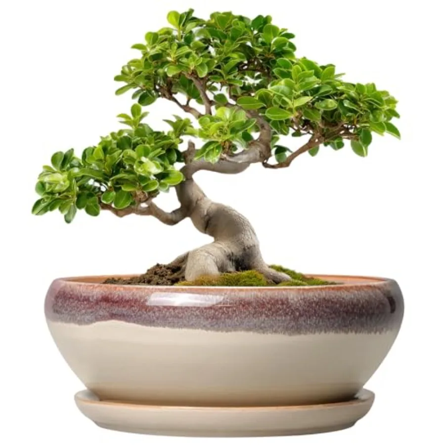 Bonsai Tree Pots - Ceramic Succulent Pots, Round Shallow Planter with Draage Hole and Tray, Bowl Planter for door Outdoor Plant
Bonsai Tree Pots - Ceramic Succulent Pots, Round Shallow Planter with Draage Hole and Tray, Bowl Planter for door Outdoor Plant