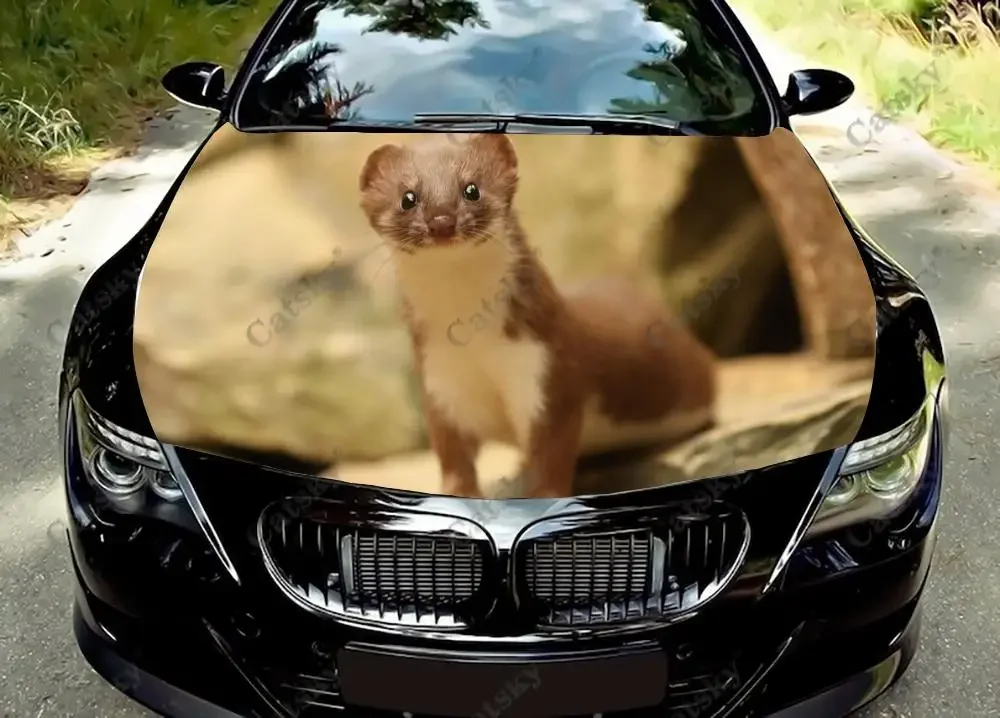 Weasel Animal Car Hood Vinyl Stickers Wrap Cover Vinyl Film Engine Decals Custom Auto Accessories Decoration Protect Gift
Weasel Animal Car Hood Vinyl Stickers Wrap Cover Vinyl Film Engine Decals Custom Auto Accessories Decoration Protect Gift