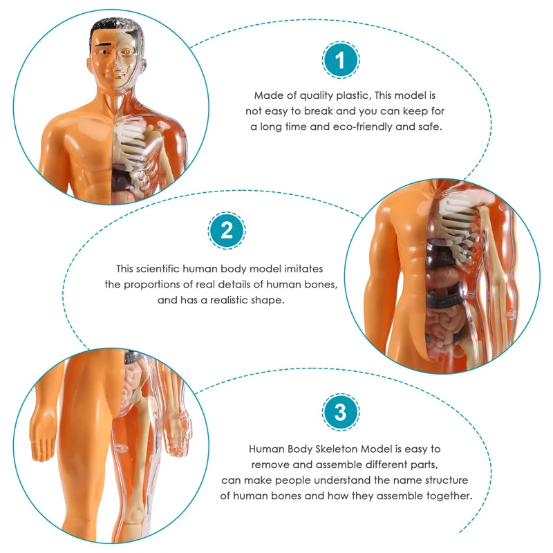 EDT-3D Human Body Anatomy Model Children Plastic DIY Skeleton Toy Science Early Learning Aids Educational Toys
EDT-3D Human Body Anatomy Model Children Plastic DIY Skeleton Toy Science Early Learning Aids Educational Toys