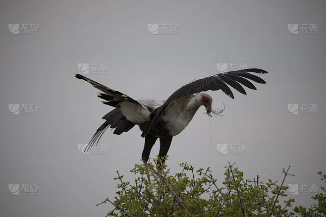 Запчасти для радиоуправляемых машин и грузовиков MJX 14210 14209 1/14: Металлические алюминиевые амортизационные стойки/рычаги подвески/рулевые кронштейны
Запчасти для радиоуправляемых машин и грузовиков MJX 14210 14209 1/14: Металлические алюминиевые амортизационные стойки/рычаги подвески/рулевые кронштейны
