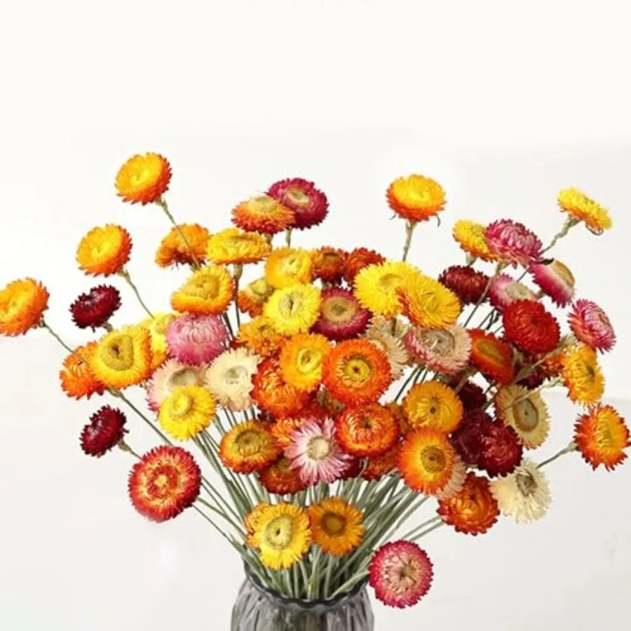 24 Pcs Natural Dried Straw Flowers Daisy, Orange Dried Flowers Arrangements for Vase, Home Office Wedding Table Centerpiece Far
24 Pcs Natural Dried Straw Flowers Daisy, Orange Dried Flowers Arrangements for Vase, Home Office Wedding Table Centerpiece Far