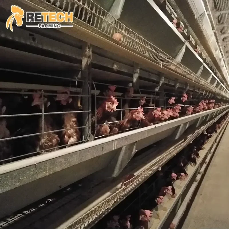 Automatic Layer Chicken Cage Egg Poultry Farming Equipment for Commercial Egg Production
Automatic Layer Chicken Cage Egg Poultry Farming Equipment for Commercial Egg Production