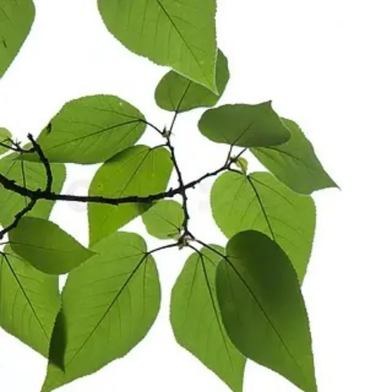 HSP model car 1/8 exhaust pipe suitable for Zhongyang SH GO 21 28 engine engine BQ003
HSP model car 1/8 exhaust pipe suitable for Zhongyang SH GO 21 28 engine engine BQ003