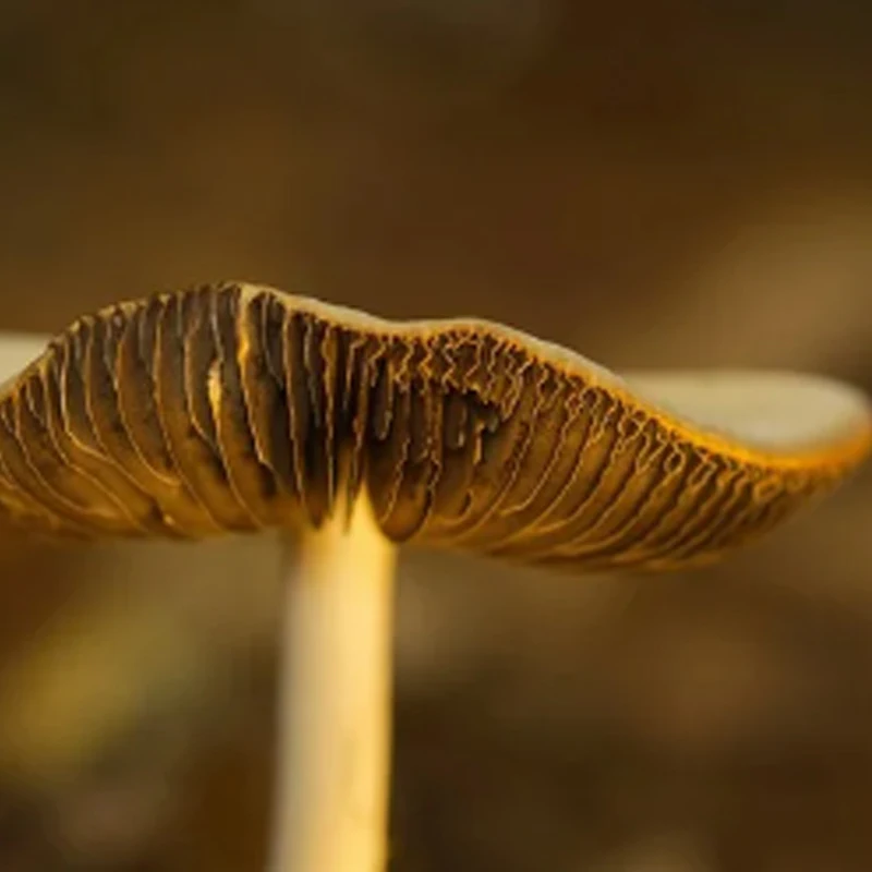 SIYI FR Receiver 2.4G with Long Range Telemetry S.Bus PWM Control for FT24 Transmitter FM30 Radio Module
SIYI FR Receiver 2.4G with Long Range Telemetry S.Bus PWM Control for FT24 Transmitter FM30 Radio Module