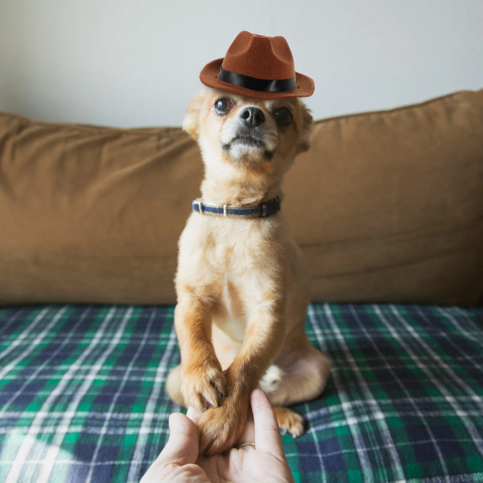 Dog Denim Hat High-Grade Cotton Comfortable Adjustable Strap Perfect for Pet Party Festival Photo Shoot Decorative Puppy Hat
Dog Denim Hat High-Grade Cotton Comfortable Adjustable Strap Perfect for Pet Party Festival Photo Shoot Decorative Puppy Hat