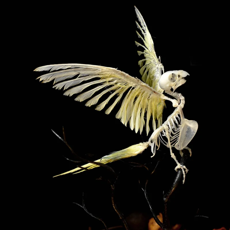 Parrot Specimens Real Melopsittacus Budgerigar Budgie Taxidermy for Science Education Home Ornament Birds Miniature Decoration
Parrot Specimens Real Melopsittacus Budgerigar Budgie Taxidermy for Science Education Home Ornament Birds Miniature Decoration