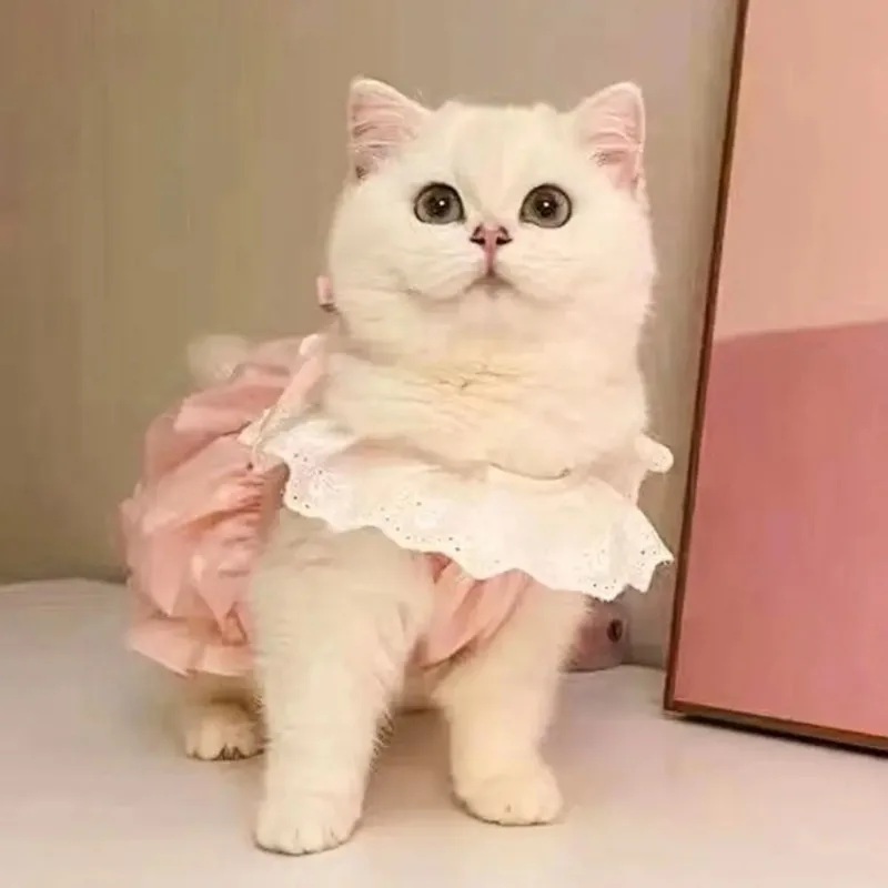Cute Solid Color Cat Princess Dress Breathable Soft Pet Clothes Thin Elastic Cat Dog Costume
Cute Solid Color Cat Princess Dress Breathable Soft Pet Clothes Thin Elastic Cat Dog Costume