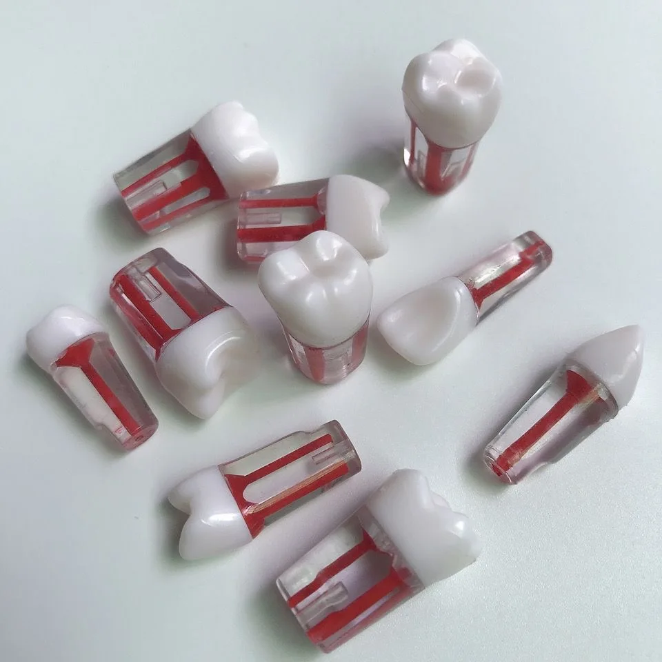 5pcs Dry Wall Root Canal Tooth Resin Tooth Particle Pulp Cavity Special Tooth Isolated Dental Model
5pcs Dry Wall Root Canal Tooth Resin Tooth Particle Pulp Cavity Special Tooth Isolated Dental Model
