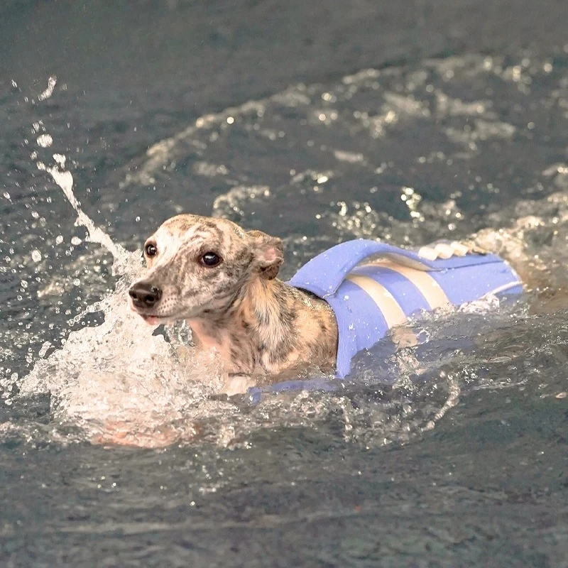 Adjustable Dog Life Jacket for All Sizes - High Buoyancy Safety Vest with Rescue Handle | Water Sports Swim Rescue Gear
Adjustable Dog Life Jacket for All Sizes - High Buoyancy Safety Vest with Rescue Handle | Water Sports Swim Rescue Gear