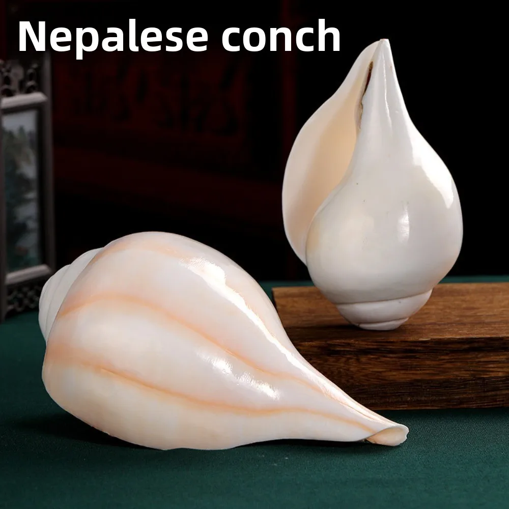 Nepalese Handmade White Conch Sculptures Meditation Living Room Modern Conches Figurines Healing Home Decoration Ornaments
Nepalese Handmade White Conch Sculptures Meditation Living Room Modern Conches Figurines Healing Home Decoration Ornaments