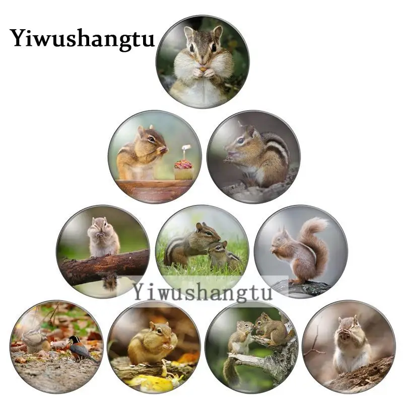 Cute animal Squirrel 10mm/12mm/18mm/20mm/25mm Round photo glass cabochon demo flat back Making findings ZB0543
Cute animal Squirrel 10mm/12mm/18mm/20mm/25mm Round photo glass cabochon demo flat back Making findings ZB0543
