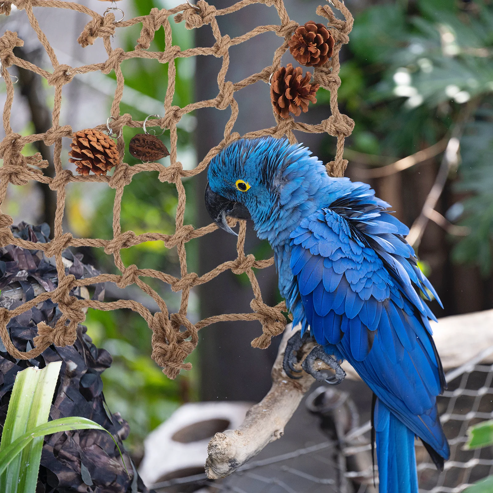 Woven Climbing Net for Bird Parrot Cage Rope Hanging Bed Pet Perch Decor Exercise Pecking Play Activity Rope Ladder
Woven Climbing Net for Bird Parrot Cage Rope Hanging Bed Pet Perch Decor Exercise Pecking Play Activity Rope Ladder