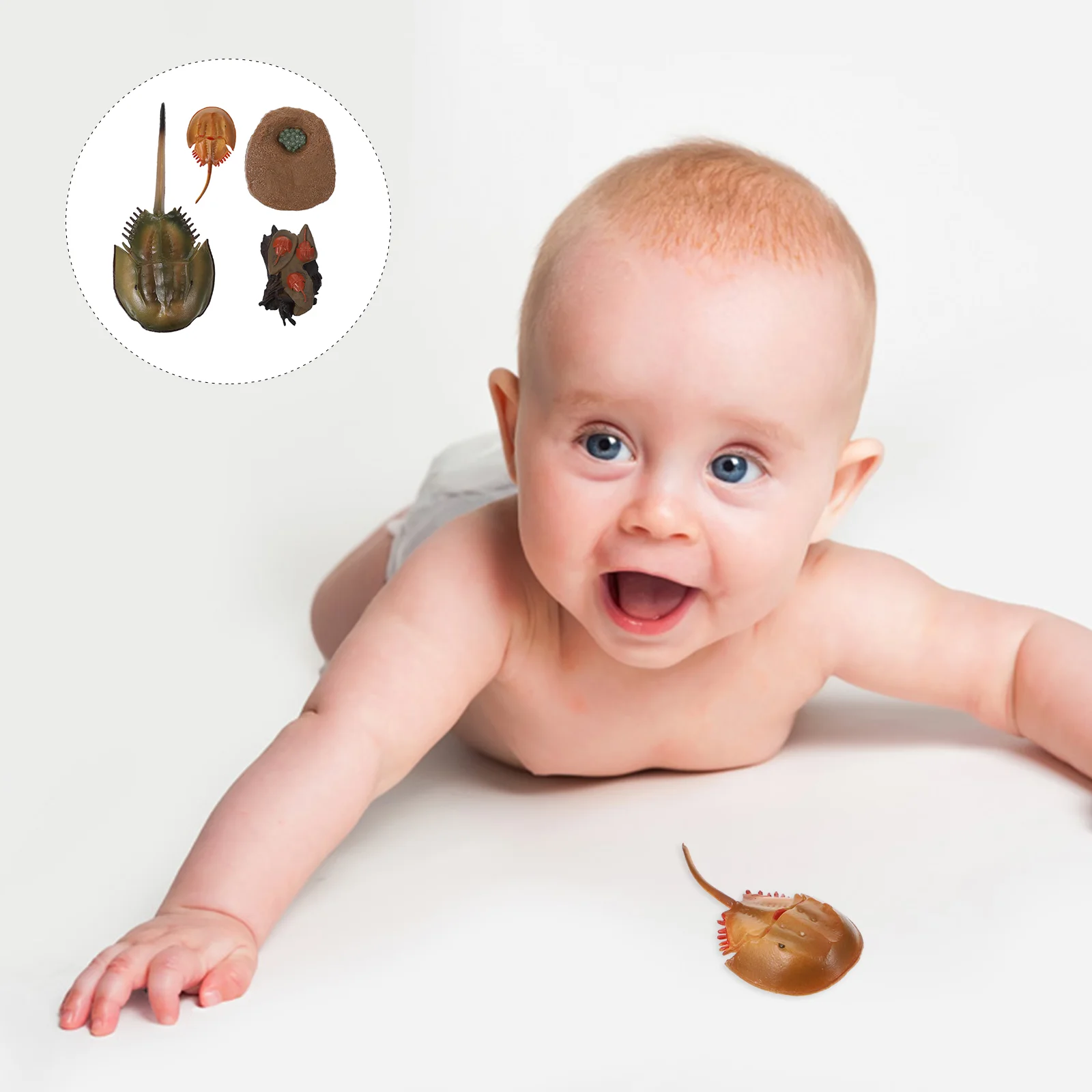 Cycle Cognitive Model of Life Horseshoe Crab Crafts Frog Toys Puzzle The Animal
Cycle Cognitive Model of Life Horseshoe Crab Crafts Frog Toys Puzzle The Animal