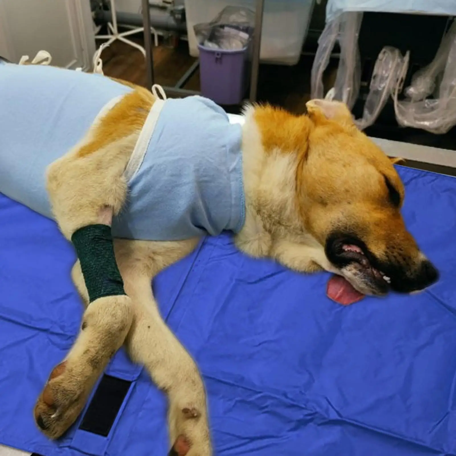 Dog Carrying Stretcher Carrying Stretcher For Animal Multifunctional Foldable Design Patient Pet Transfer Rescue Tool With
Dog Carrying Stretcher Carrying Stretcher For Animal Multifunctional Foldable Design Patient Pet Transfer Rescue Tool With
