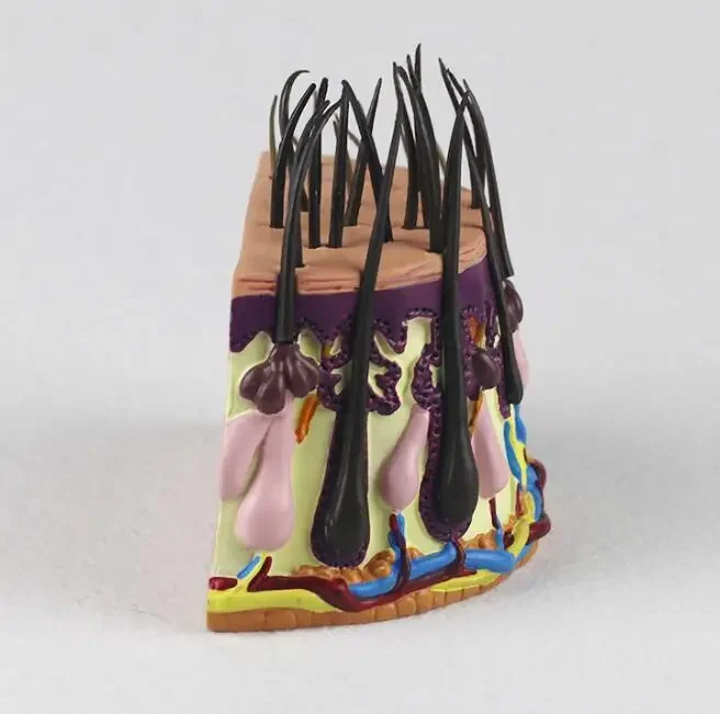 Hair growth process Hair follicles amplification Human skin anatomyTeaching demonstration model
Hair growth process Hair follicles amplification Human skin anatomyTeaching demonstration model