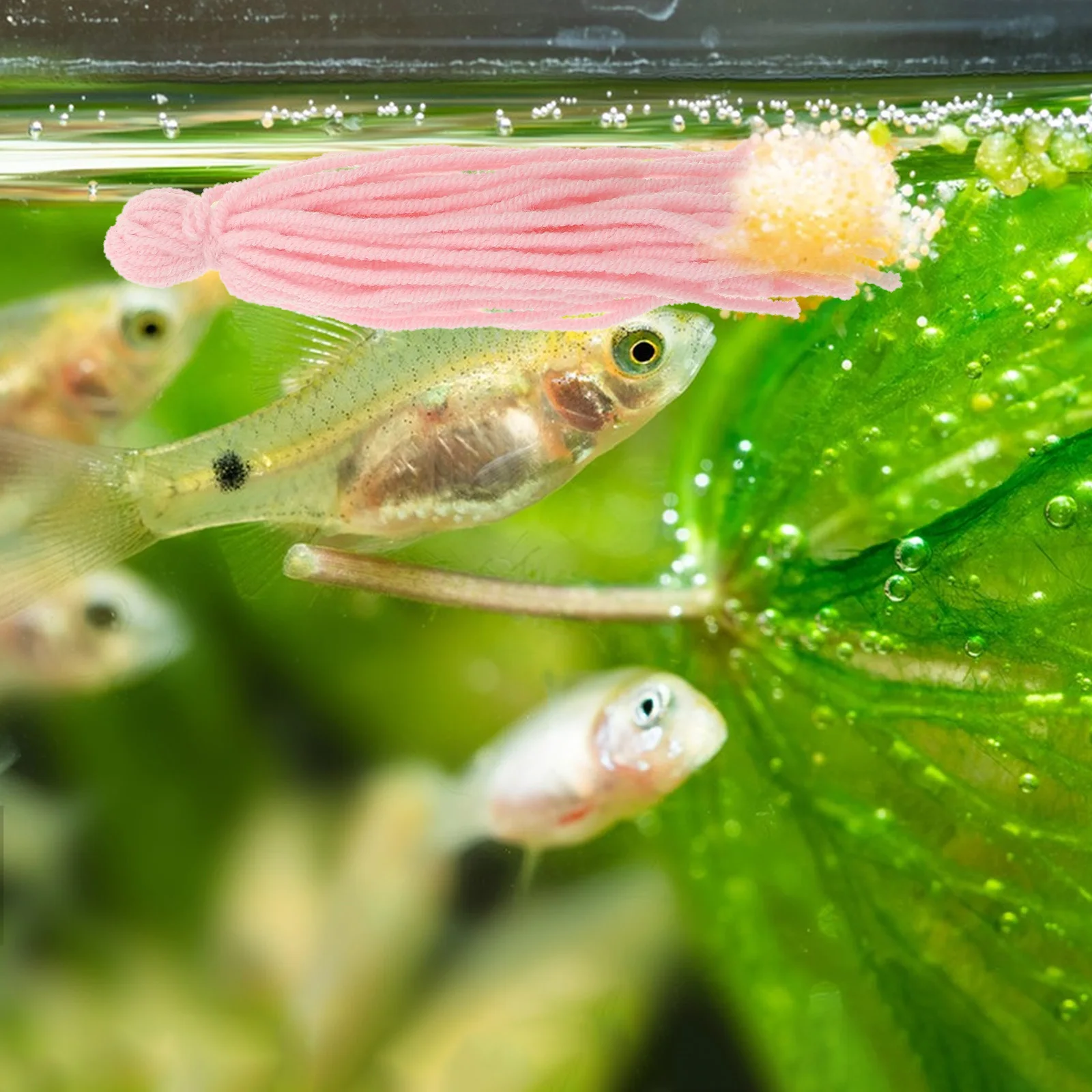 10Pcs Fish Breeding Mops Floating Spawning Mop Woolen Yarn for Aquarium Tank Breeding and Egg Attachment Solution
10Pcs Fish Breeding Mops Floating Spawning Mop Woolen Yarn for Aquarium Tank Breeding and Egg Attachment Solution