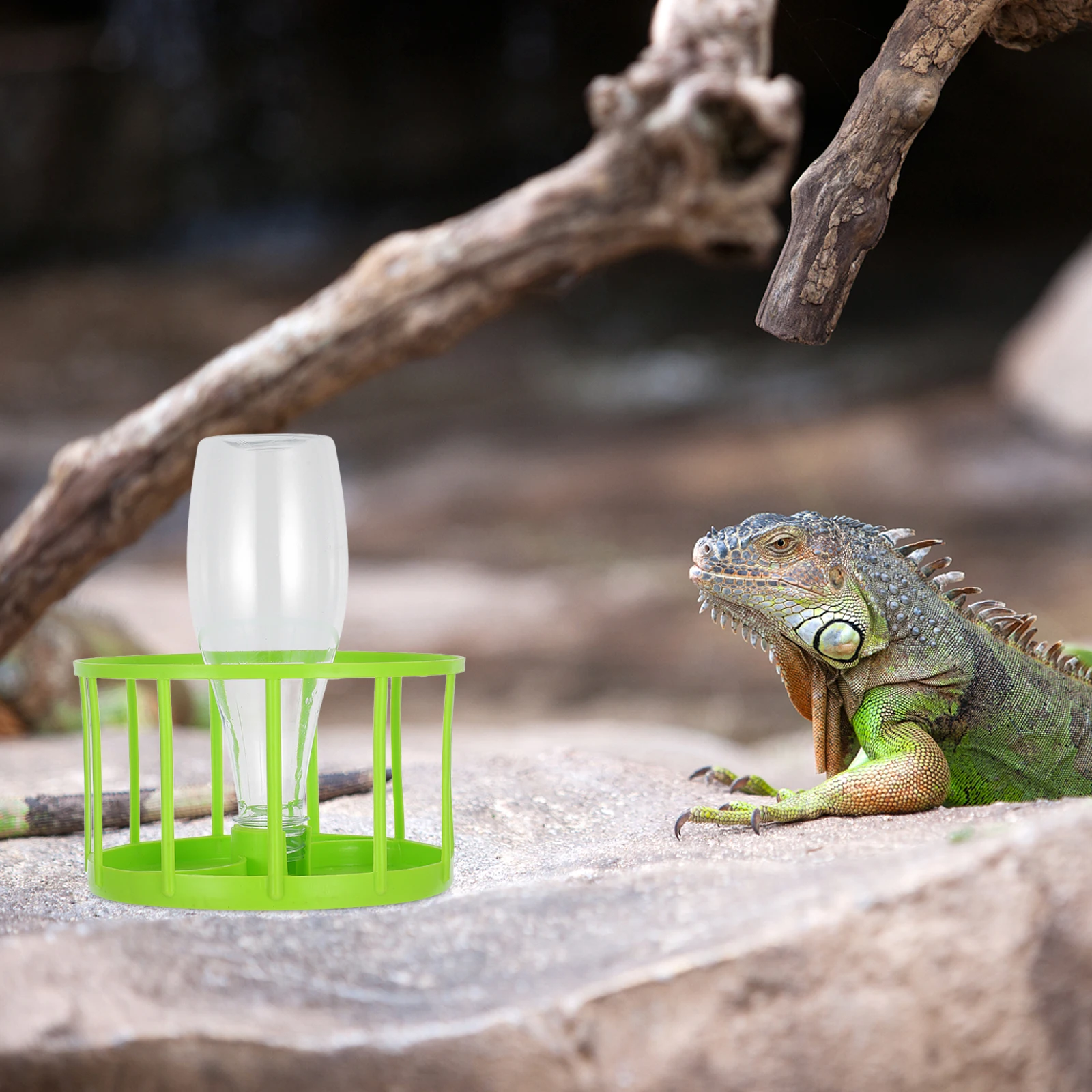 Reptile Water Dish ABS Sturdy Automatic Water Dispenser Tortoise Lizard Turtle Pet Food Bowl Reptile Waterer Durable Feed Bowl
Reptile Water Dish ABS Sturdy Automatic Water Dispenser Tortoise Lizard Turtle Pet Food Bowl Reptile Waterer Durable Feed Bowl