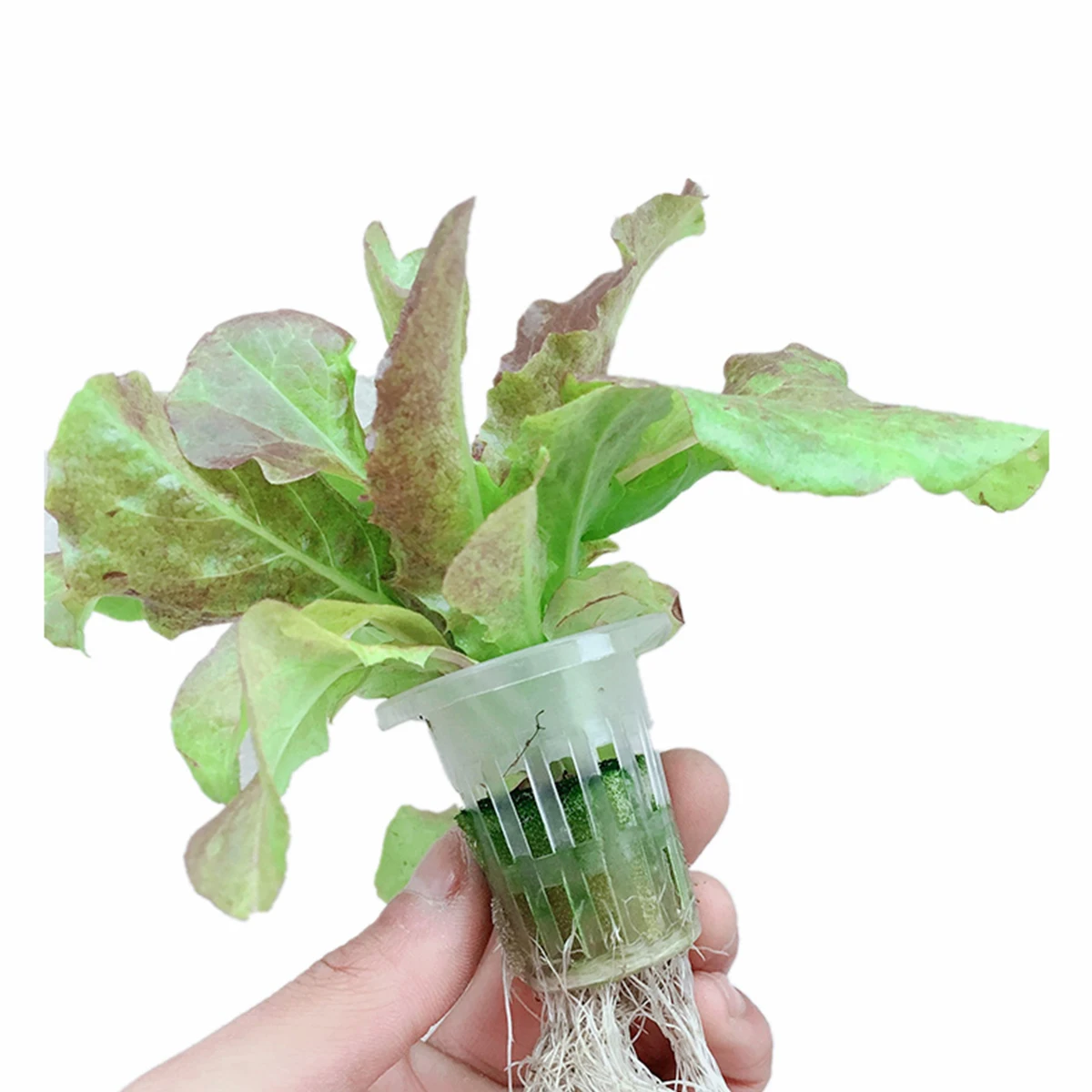50pcs Root Fixer Hydroponic Plant Net Pots Durable Plastic Mesh Baskets for Soilless Culture Gardening
50pcs Root Fixer Hydroponic Plant Net Pots Durable Plastic Mesh Baskets for Soilless Culture Gardening