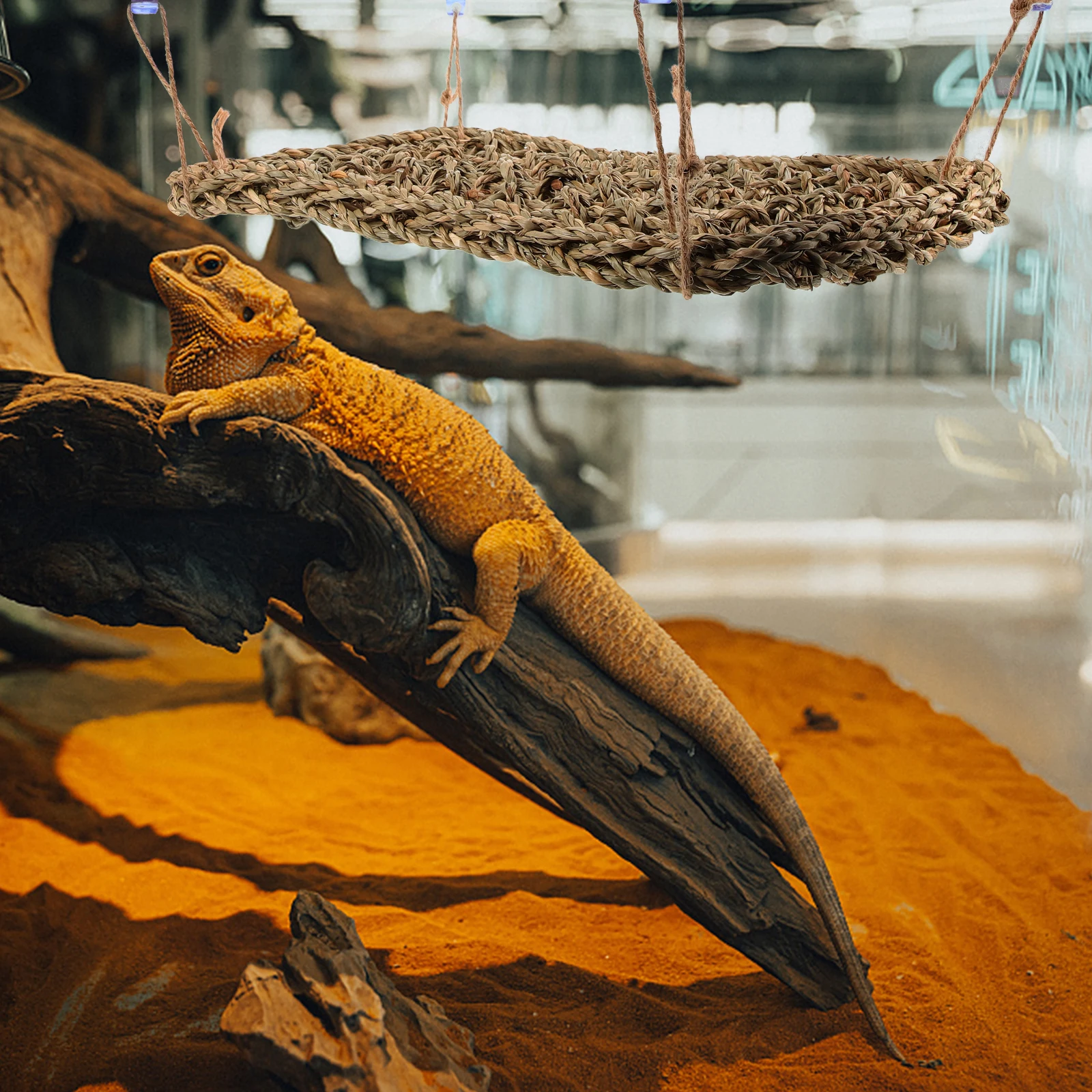 Reptile Hammock Sturdy Wear Resistant Lizard Sleeping Bed Hanging Cage Hammock Small Reptiles Lounger Lizard Lounger
Reptile Hammock Sturdy Wear Resistant Lizard Sleeping Bed Hanging Cage Hammock Small Reptiles Lounger Lizard Lounger