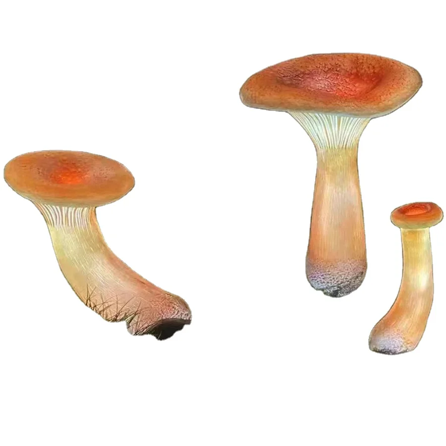 Small IP65 Waterproof Trumpet Mushroom LED Sculpture Light for Outdoor Garden Lawn Holiday Decoration with Battery Power
Small IP65 Waterproof Trumpet Mushroom LED Sculpture Light for Outdoor Garden Lawn Holiday Decoration with Battery Power
