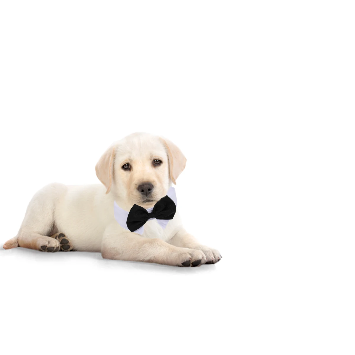 Adorable Pet Bowtie Collar For Dog Puppy Cat Adjustable Durable Neck Wear Stand Out Stylish Accessory Black White Size L
Adorable Pet Bowtie Collar For Dog Puppy Cat Adjustable Durable Neck Wear Stand Out Stylish Accessory Black White Size L