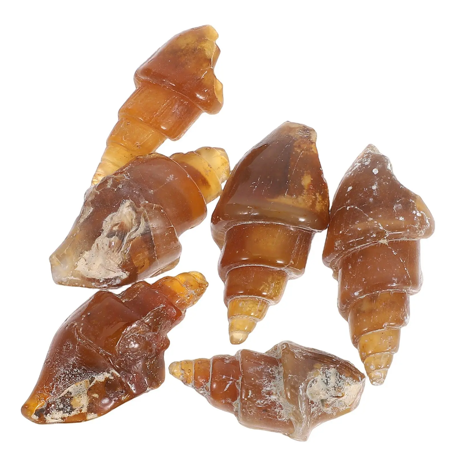 6 Pcs Conch Shell Stone Snail Agate School Teaching Geology Minerals Kit Starter Paleontology
6 Pcs Conch Shell Stone Snail Agate School Teaching Geology Minerals Kit Starter Paleontology
