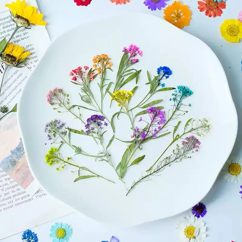 Natural Color Alyssum on Stems, Plant Specimens, True Flowers for Phone Shell, Resin Bracelets,120Pcs
Natural Color Alyssum on Stems, Plant Specimens, True Flowers for Phone Shell, Resin Bracelets,120Pcs